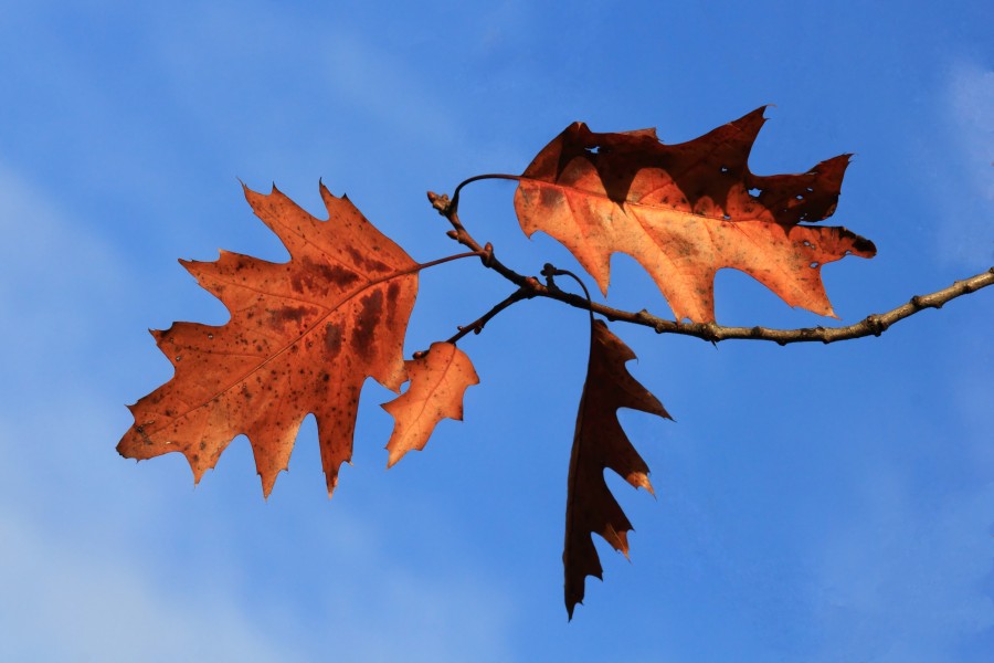 Toulouse - Quercus leaves - 02