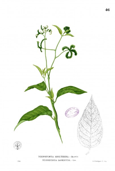 Tournefortia sarmentosa Blanco1.46