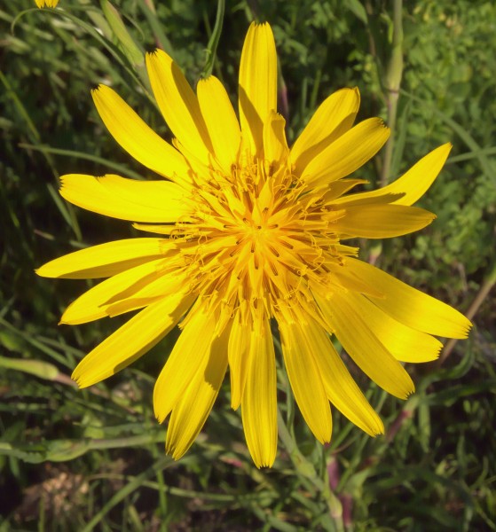 Tragopogon pratensis, oosterse morgenster bloem