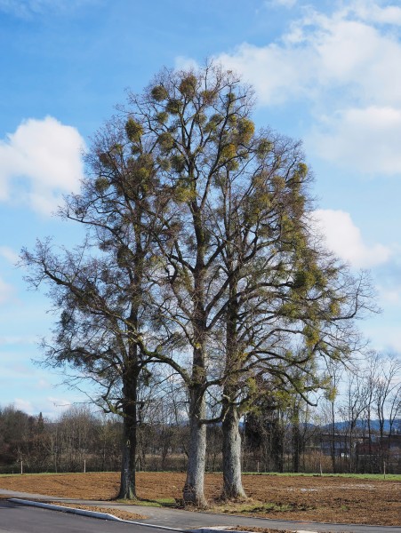 Tree-group-mistletoe
