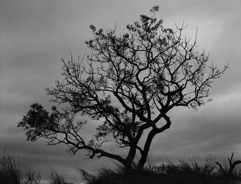 Tree at Earth Lodge (Sabi Sabi Lodge, South Africa)
