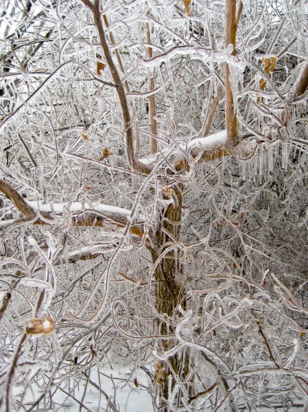 Tree-Ice Storm-Dec 2007-St Jo MO-2