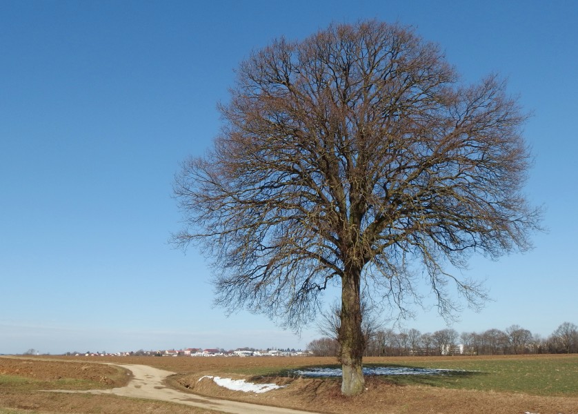 Tree near Bettringen-2