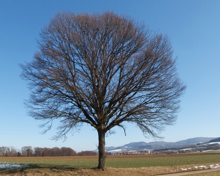 Tree near Bettringen