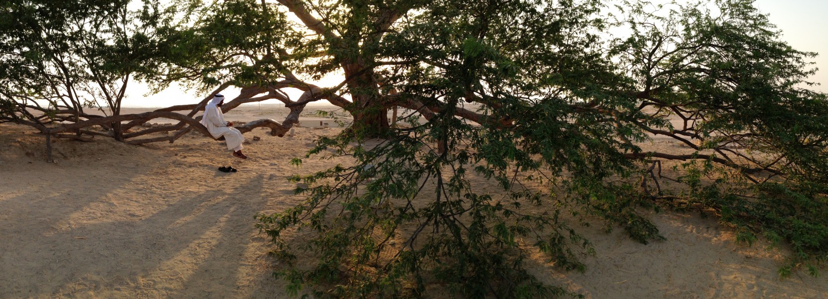 Tree of Life Bahrain at sunset