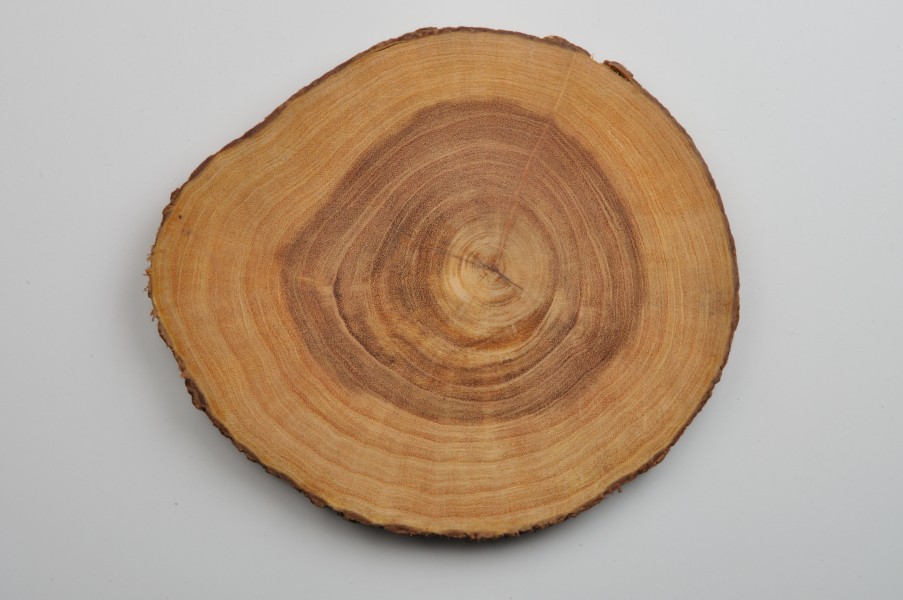 Tree Trunk Cross Section - Kolkata 2011-06-04 3688