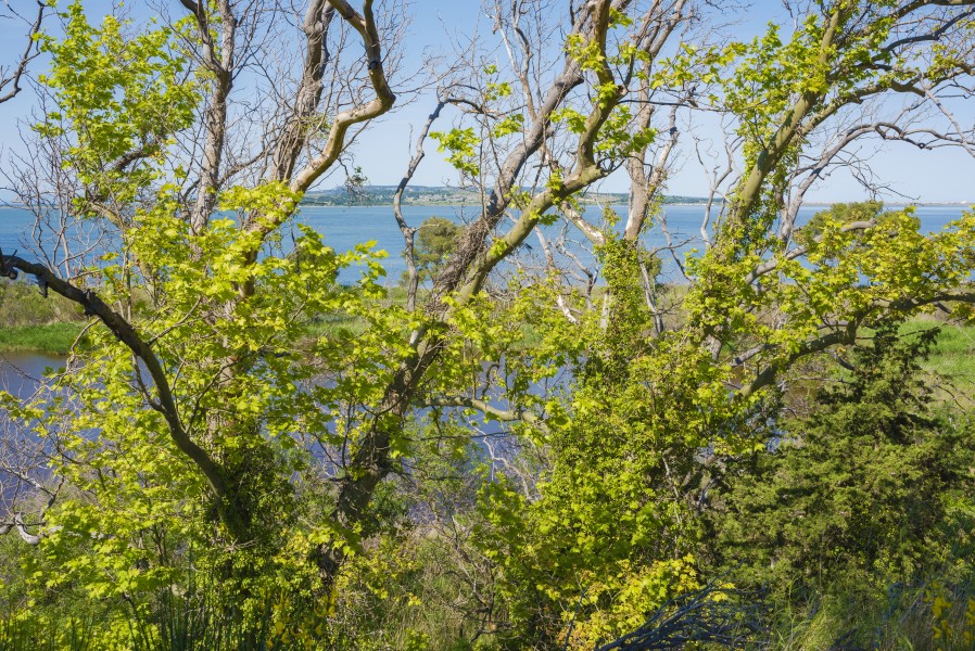 Trees in Sainte-Lucie Island, Aude