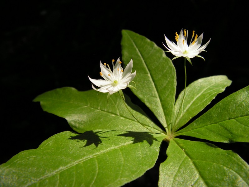 Trientalis borealis, Québec (Matthieu Gauvain)