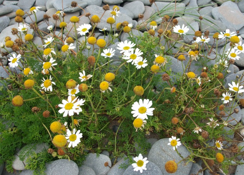 Tripleurospermum maritimum Borth