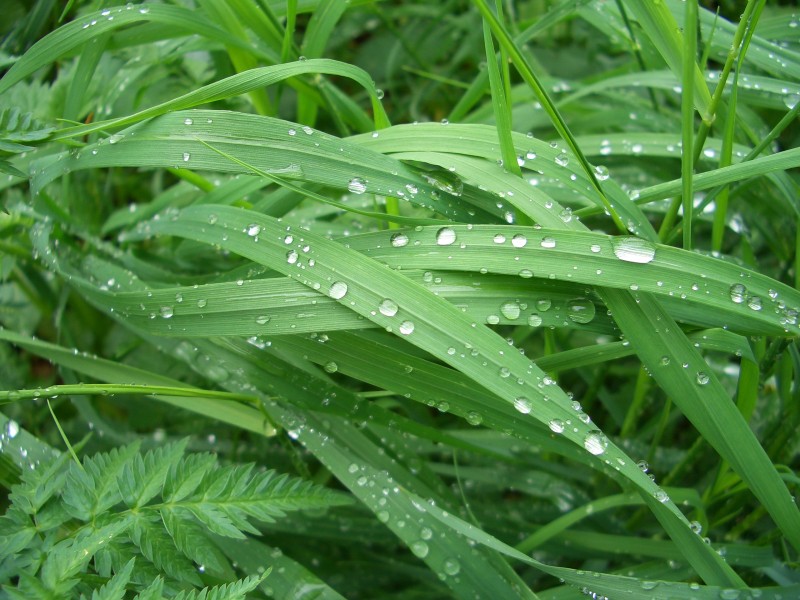 Tropfen auf Gras