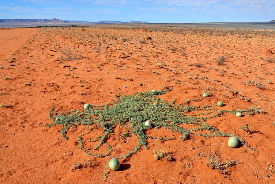 Tsamma-Melone in der Namibwüste