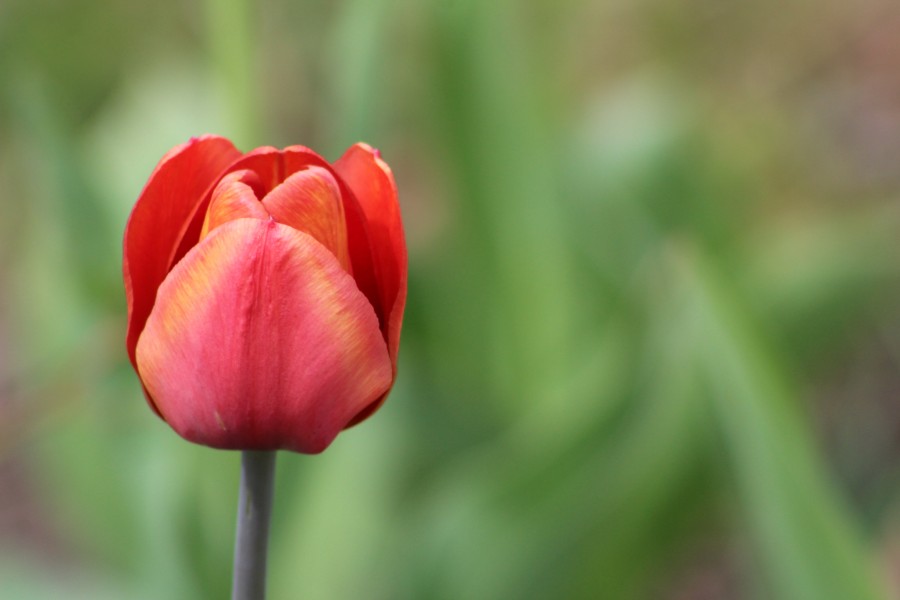 Tulip at Prince of Peace CS