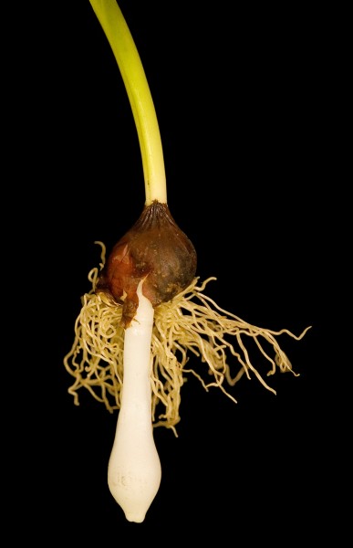 Tulip bulb close