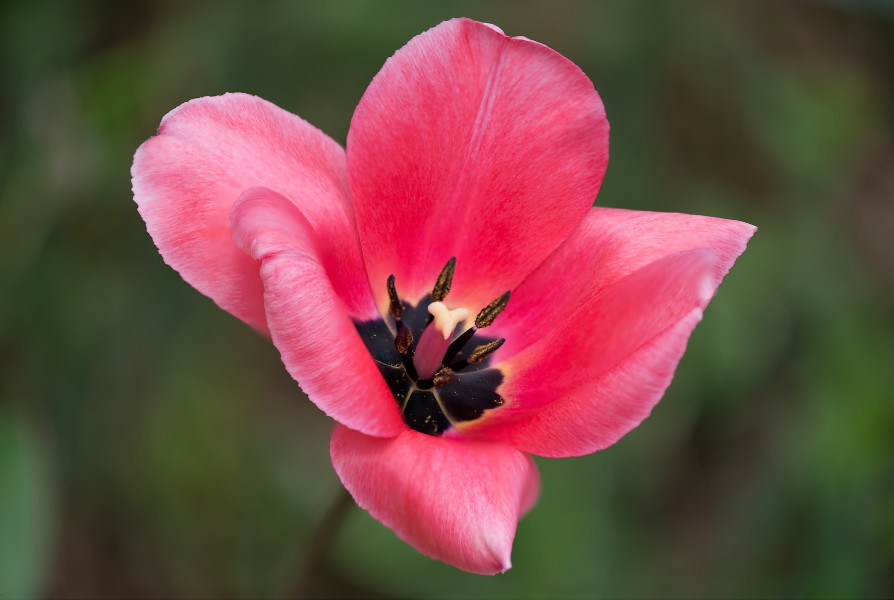 Tulip focus stacked (17360964145)