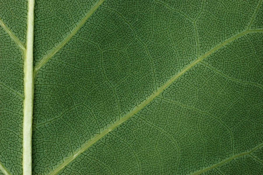Tulip Tree Liriodendron tulipifera Leaf Underside 3008px