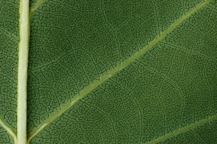 Tulip Tree Liriodendron tulipifera Leaf Underside Closeup 3008px