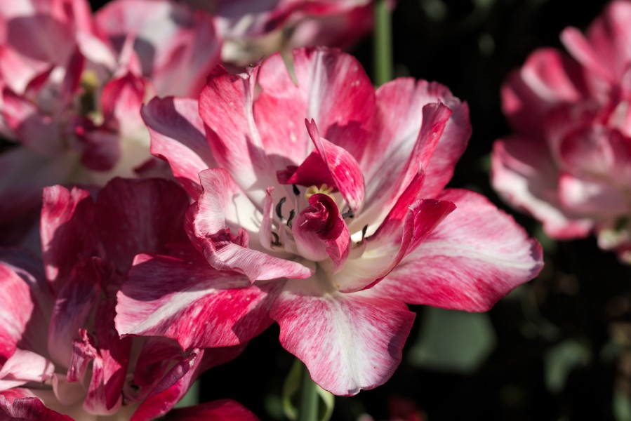 Tulipa 'Cartouche' 2017 02