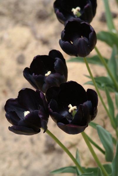 Tulipa 'Paul Scherer'