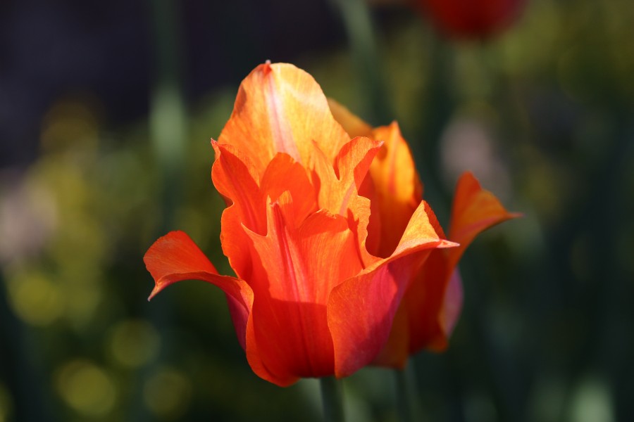 Tulipa 'Temple of Beauty' 2016 02