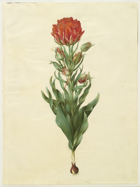 Tulipa gesneriana (Gottorfer Codex)