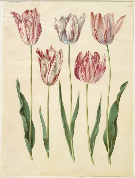 Tulipa gesneriana (Gottorfer Codex, bind 1, planche 55)
