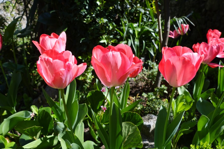 Tulipa in Braga (3)