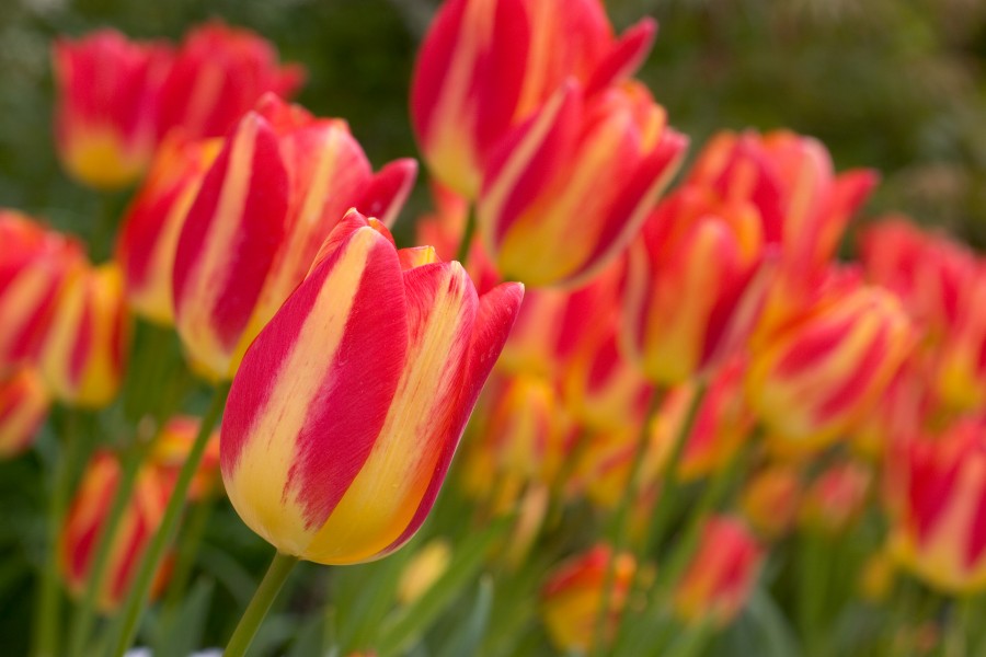 Tulips in Buchart Gardens (145756651)