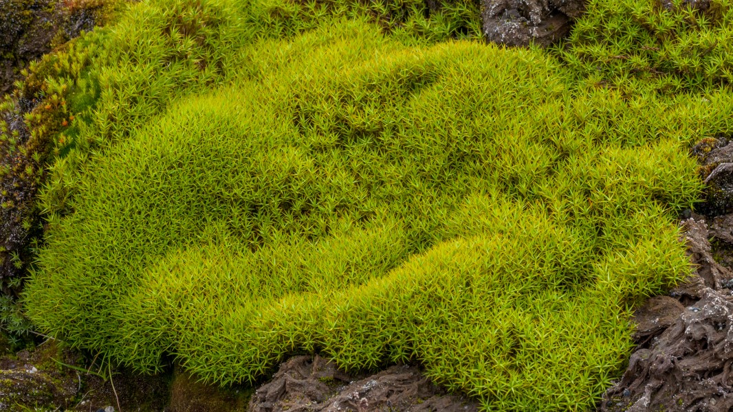 Tundra of Svalbard, densely growing moss