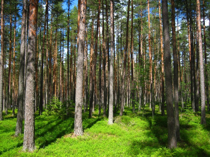 Tuoretta kangasmetsää kesällä