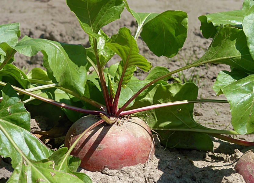 Turnip J1