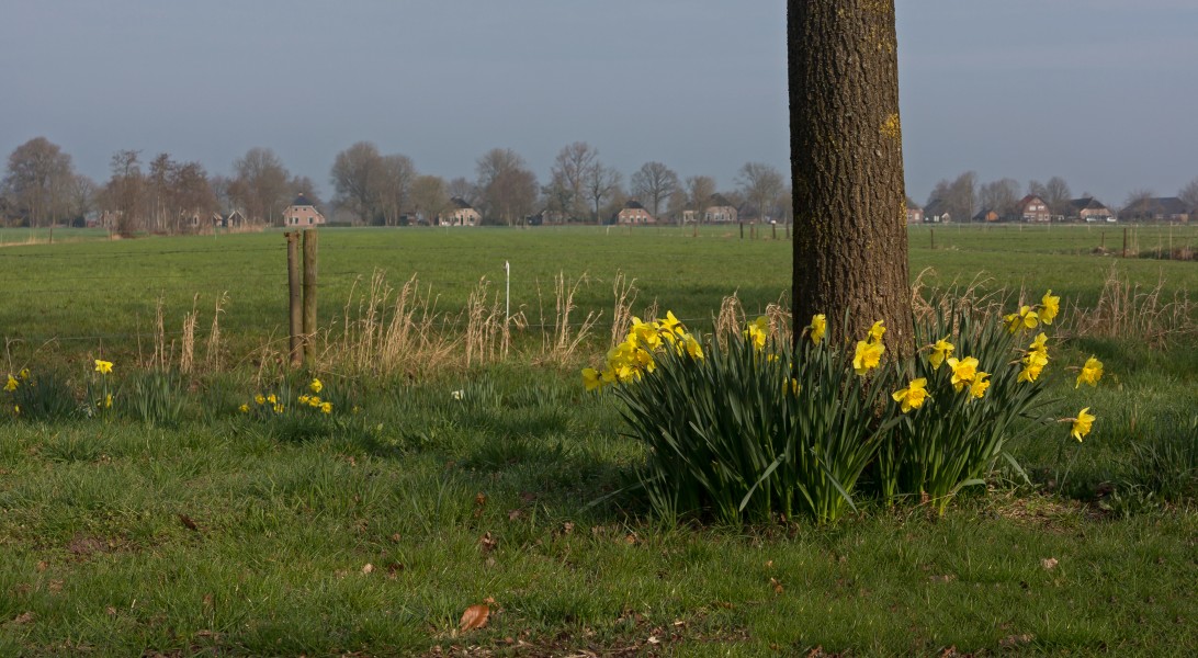 Tussen Oosteinde en Ruinerwold, narcissen bij een boom foto10 2016-04-09 09.54