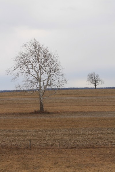 Two trees in a field in April