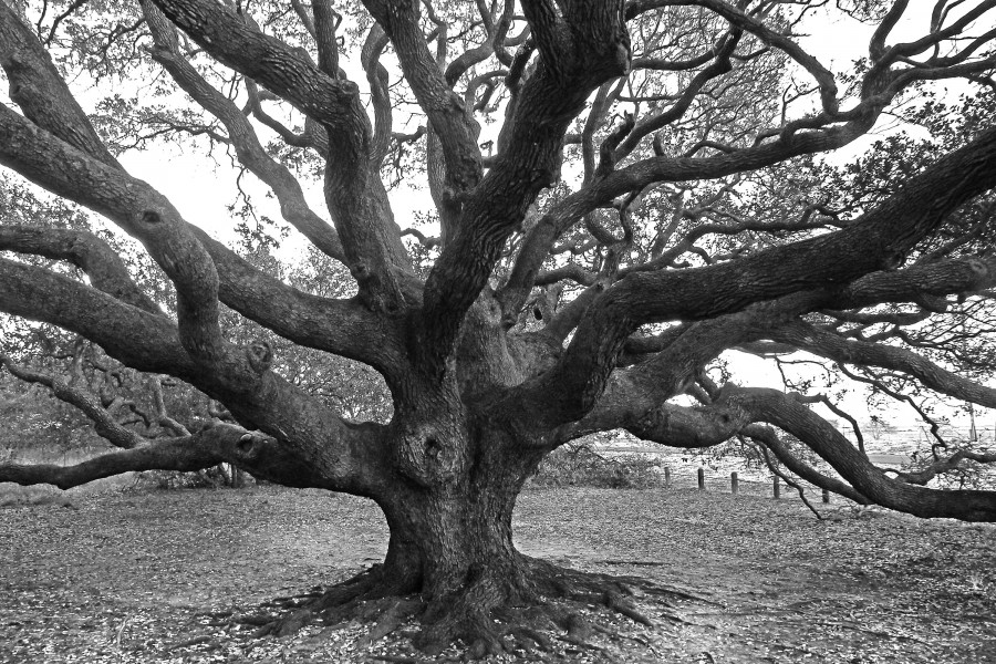 TX - OLD OAK TREE (3-26-13) goose island state park (5) (11117747725)