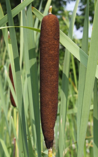 Typha latifolia Library Garden