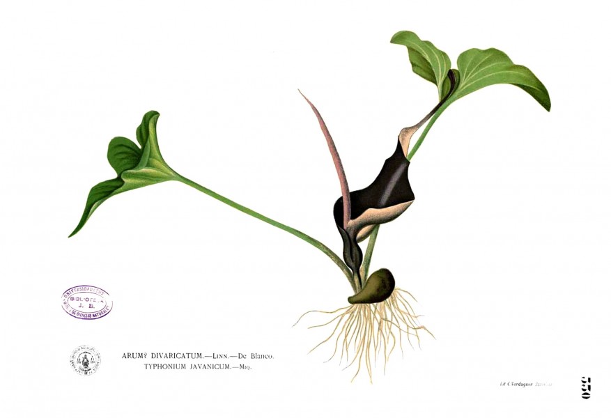 Typhonium roxburghii Blanco2.330