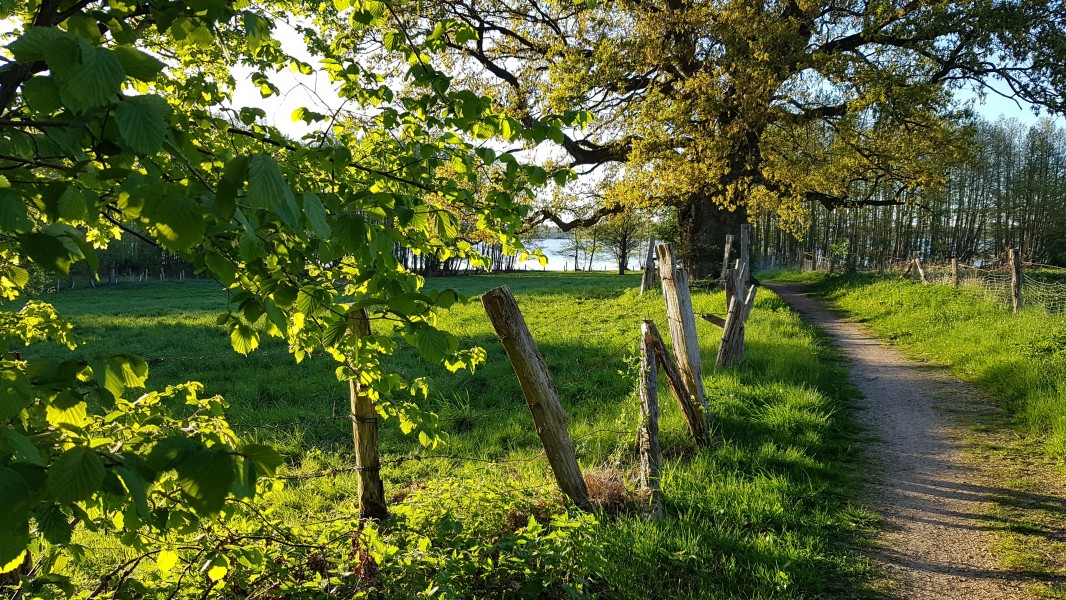 Uferbewaldung Plöner See