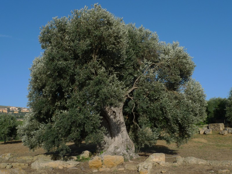 Ulivo di agrigento