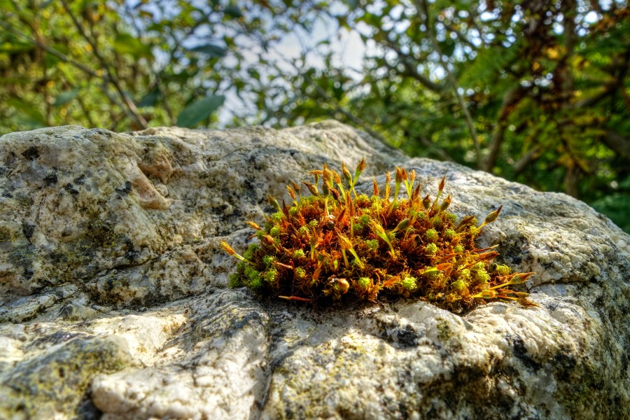 Ulota bruchii on rock