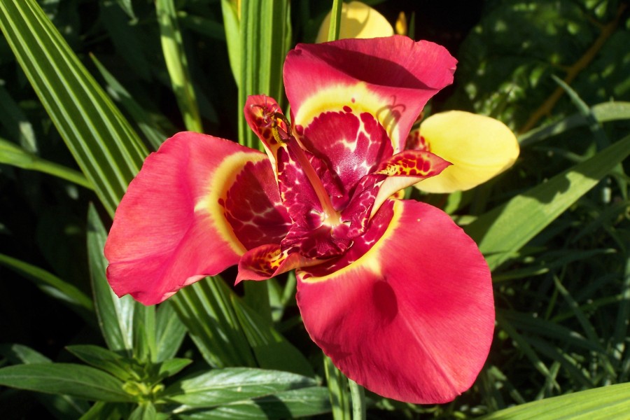 Unbekannte Blume-2