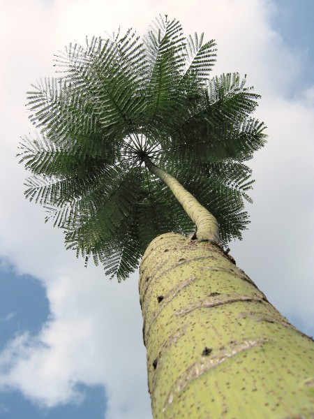 Unidentified tree in Hort Park, Singapore - 20090228-02