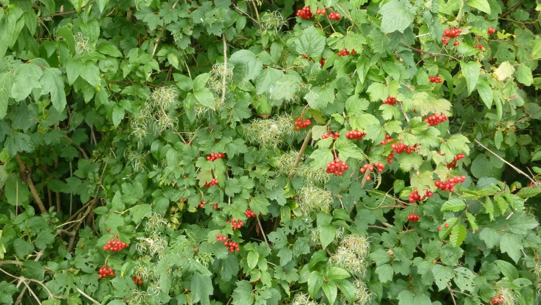 Unknown specis in Saint Léger Triey forest