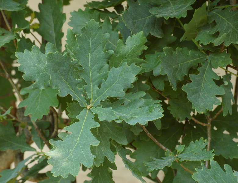 Upright English Oak Quercus robur cv. Fastigiata Leaves 2600px