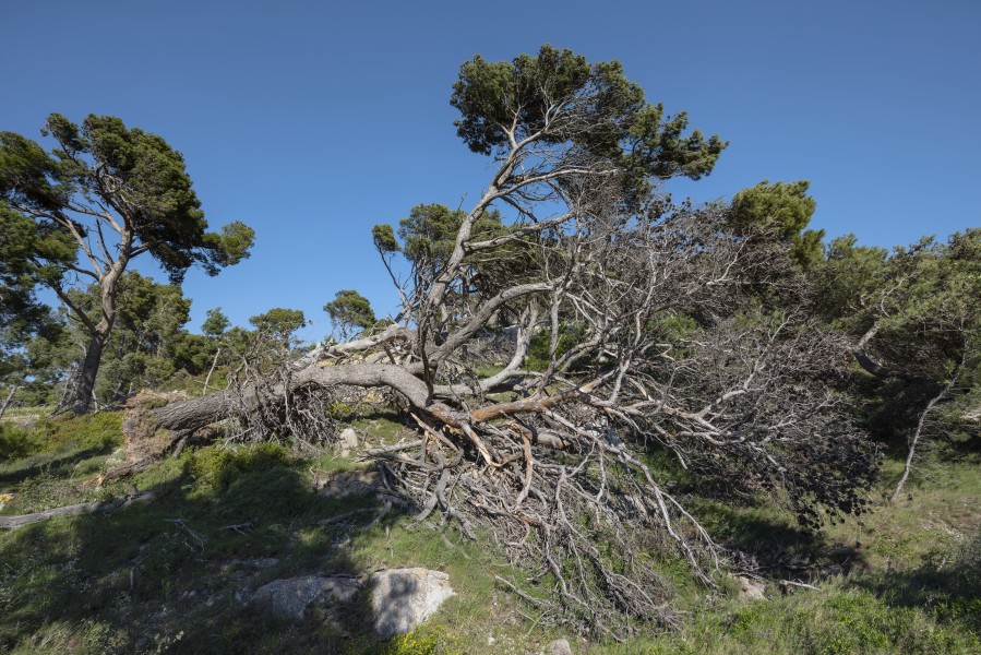 Uprooted tree, Île Saint-Martin, Gruissan cf01