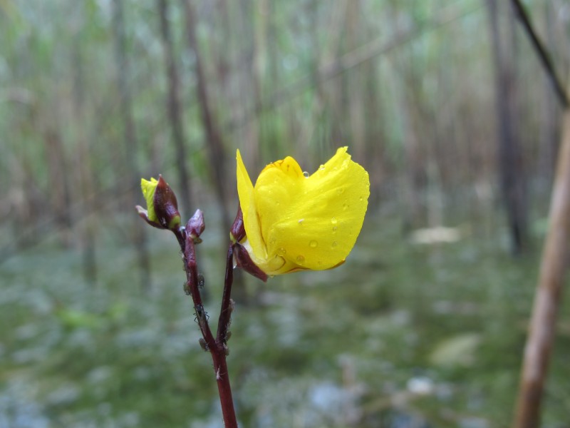 Utricularia vulgaris inflorescens (04)
