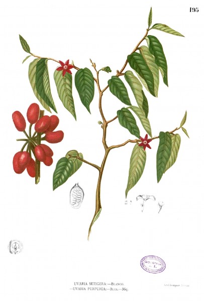 Uvaria purpurea Blanco1.195