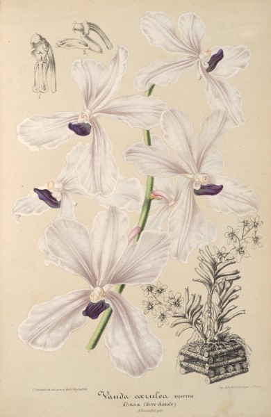 Vanda coerulea drawing