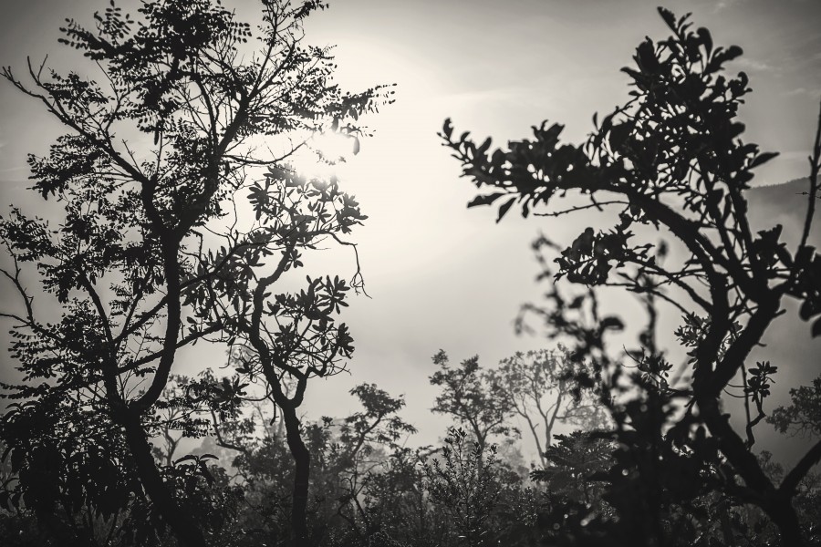 Vegetação nativa da Serra da Moeda
