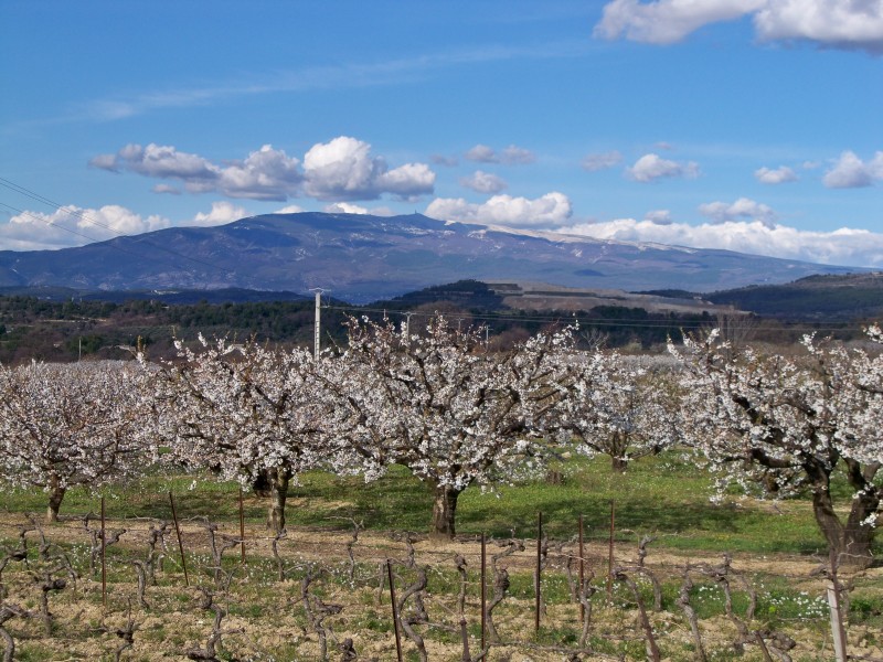 Ventoux et cerisiers