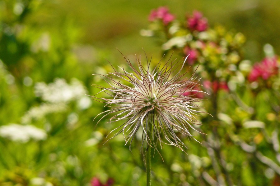 Verblüte Alpen-Kuhschelle
