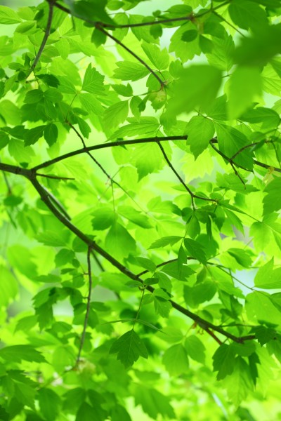 Verde Green Leaves and Branches (4685984443)